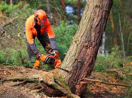 Reliable Union Hall, VA Tree Removal and Landscaping Services Solutions